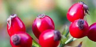 Dzika róża – cenne źródło witaminy C