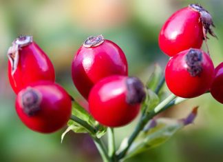 Dzika róża – cenne źródło witaminy C