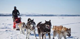 Witaminy w trosce o zdrowe stawy psów