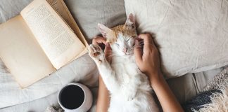 Jak oduczyć kota spania w łóżku?