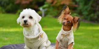 Wyprawka dla szczeniaka - co kupić na początek?