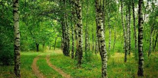 Obserwacja przyrody dla hobbystów