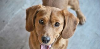 Ubranka, zabawki i inne akcesoria dla pupili