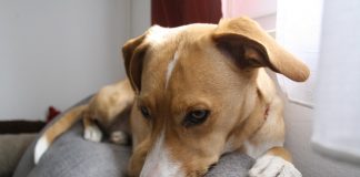 producent karm dla zwierząt