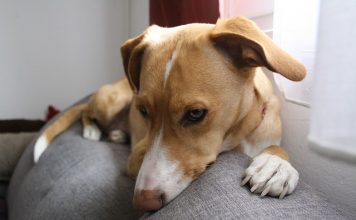 producent karm dla zwierząt