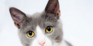 Fitmin karma dla kota