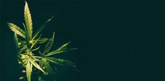 Czy nasiona marihuany są łatwe w uprawie