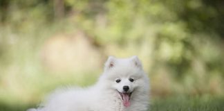 Suplementacja CBD w diecie psa