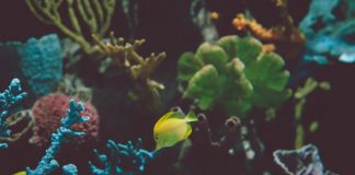 ozdoby akwarystyczne