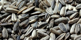 Słonecznik łuskany