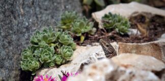 Jak usunąć tłuste plamy z szyb?