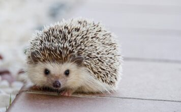 Jak włożyć kołek do ściany? Jak włożyć kołek do ściany?