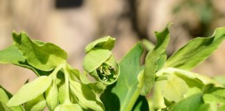 Czy gnojówka z pokrzywy może się zepsuć?