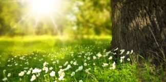 Jak suszyć kwiaty do kompozycji?