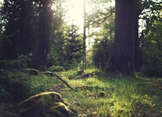 Czy krzaki pomidora można dać na kompost? Czy krzaki pomidora można dać na kompost?