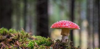 Dlaczego robi się grzyb przy oknie dachowym?