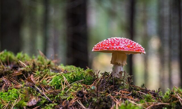 Dlaczego robi się grzyb przy oknie dachowym?