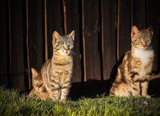 Czy wyłaz dachowy jest oknem?