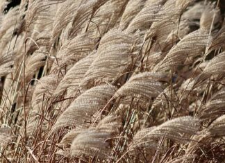 Czy można siać trawę na starą trawę? Czy można siać trawę na starą trawę?