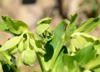 Czy gnojówka z pokrzywy zakwasza glebę?