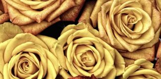 Czym się różni HP od HVLP?