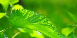 Czy pokrzywa jest dobra na kompost?