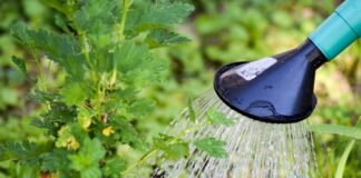 Czy podlewać trawnik po koszeniu?