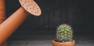 Jaki rodzaj ma Konewka?