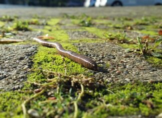 Skąd wziąć dżdżownice do kompostownika?