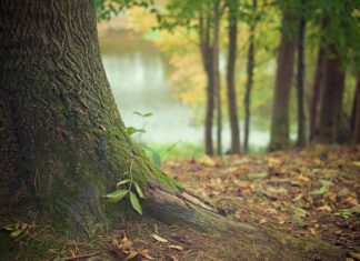 Kim była Kora z mitologii? Kim była Kora z mitologii?