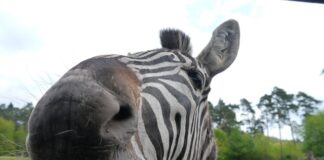 Jak myc cabrio na myjni?