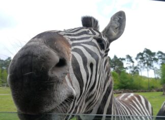 Jak myc cabrio na myjni?