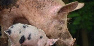 Do czego służy konektor?