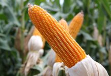 Co to jest czop w silniku? Co to jest czop w silniku?