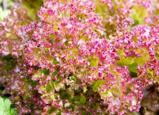 Jaka gramatura pościeli z kory? Jaka gramatura pościeli z kory?