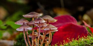 Jak pozbyć się grzyba z okna dachowego?