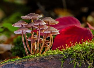 Jak pozbyć się grzyba z okna dachowego? Jak pozbyć się grzyba z okna dachowego?