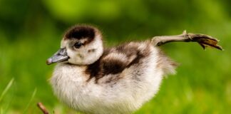 Co to jest egipska bawełna?