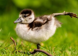 Co to jest egipska bawełna? Co to jest egipska bawełna?