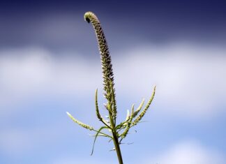 Ile wytrzymują panewki?