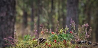 Czy wrzosy w domu to pech?