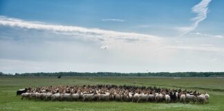 Czy Roundup jest dobry na mech?