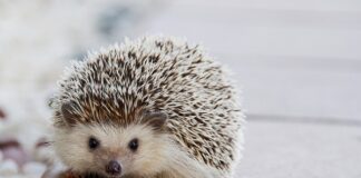 Czy Kleić kołki w meblach?