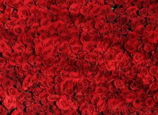 Czy róże lubią fusy z kawy? Czy róże lubią fusy z kawy?