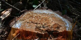 Co zrobić ze ściętymi gałęziami na działce?