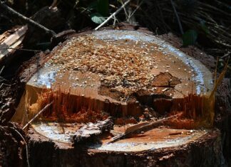 Co zrobić ze ściętymi gałęziami na działce?