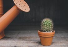 Do czego służy Konewka? Do czego służy Konewka?