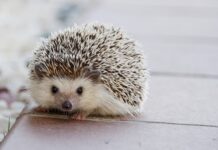 Czy kołki trzeba kleić? Czy kołki trzeba kleić?