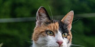 Czym się różni perkal od bawełny?