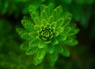 Jakie rośliny można obsypać kora?